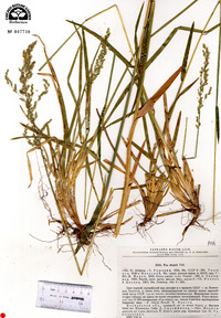 Poa chaixii image