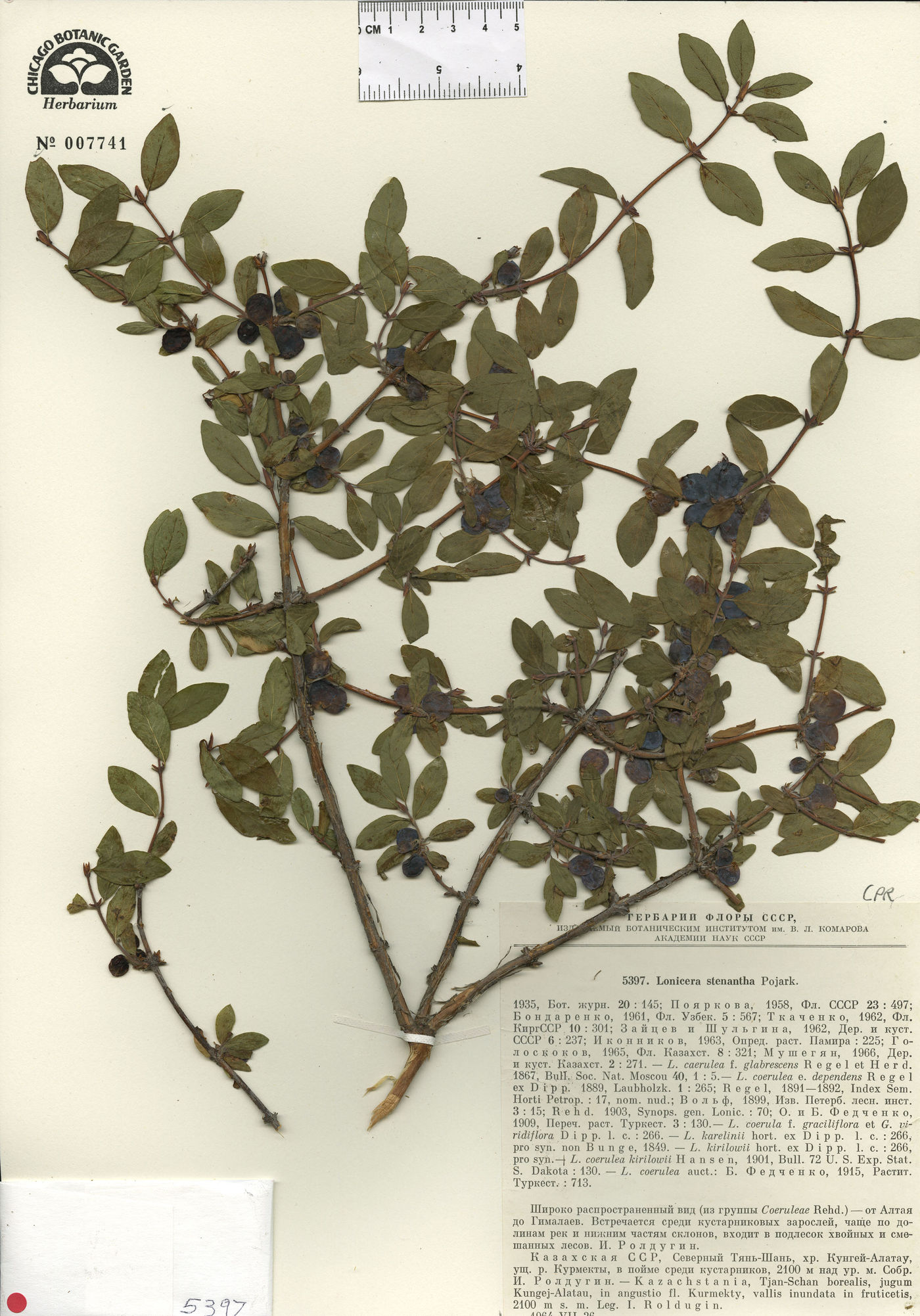 Lonicera stenantha image