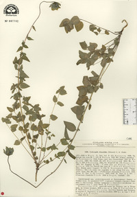 Codonopsis clematidea image