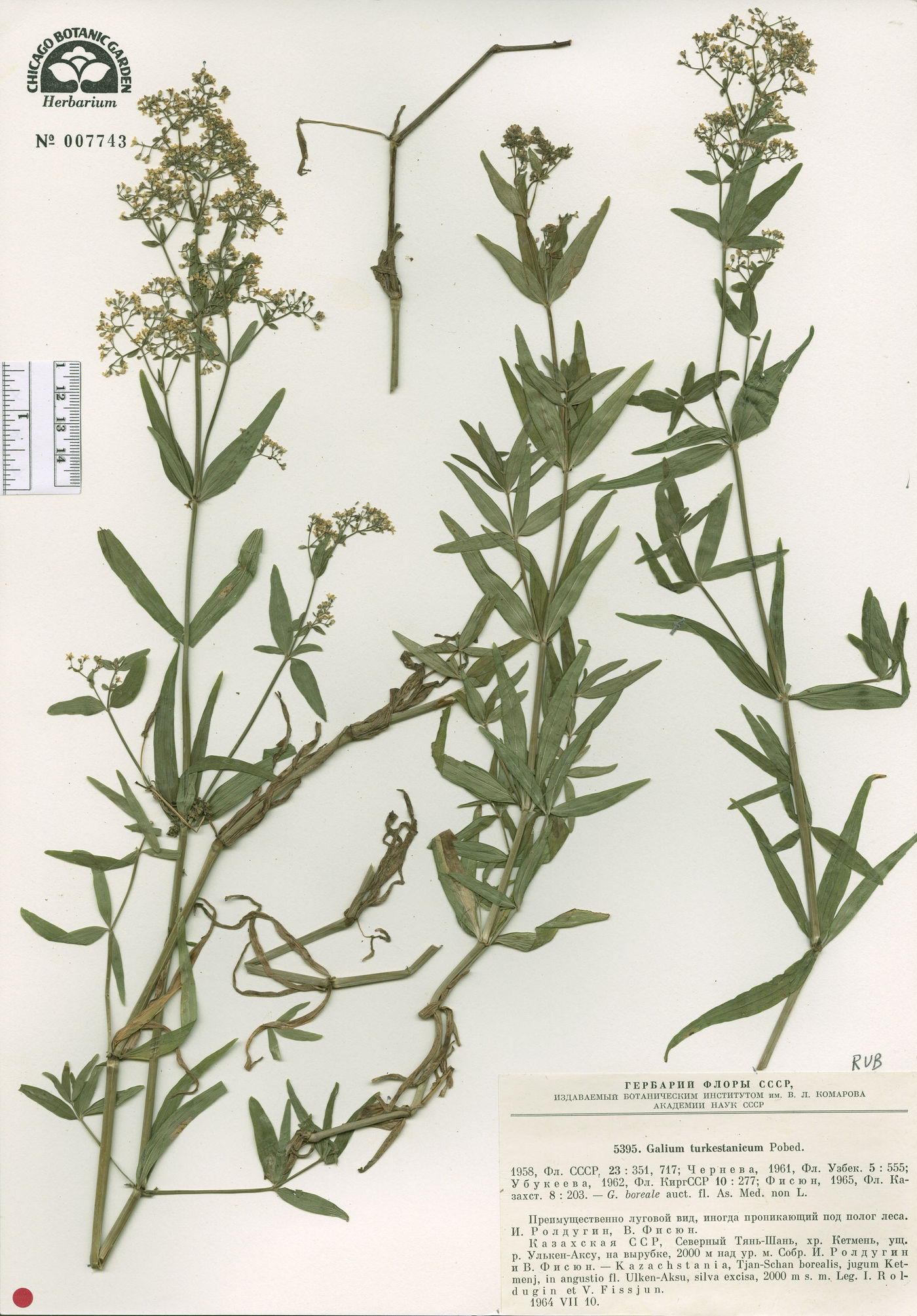Galium turkestanicum image