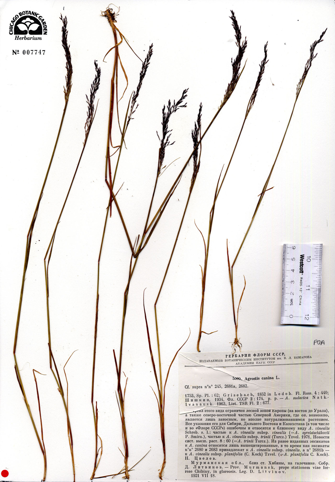 Agrostis canina image