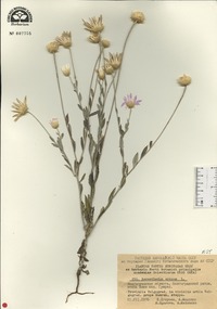 Xeranthemum annuum image