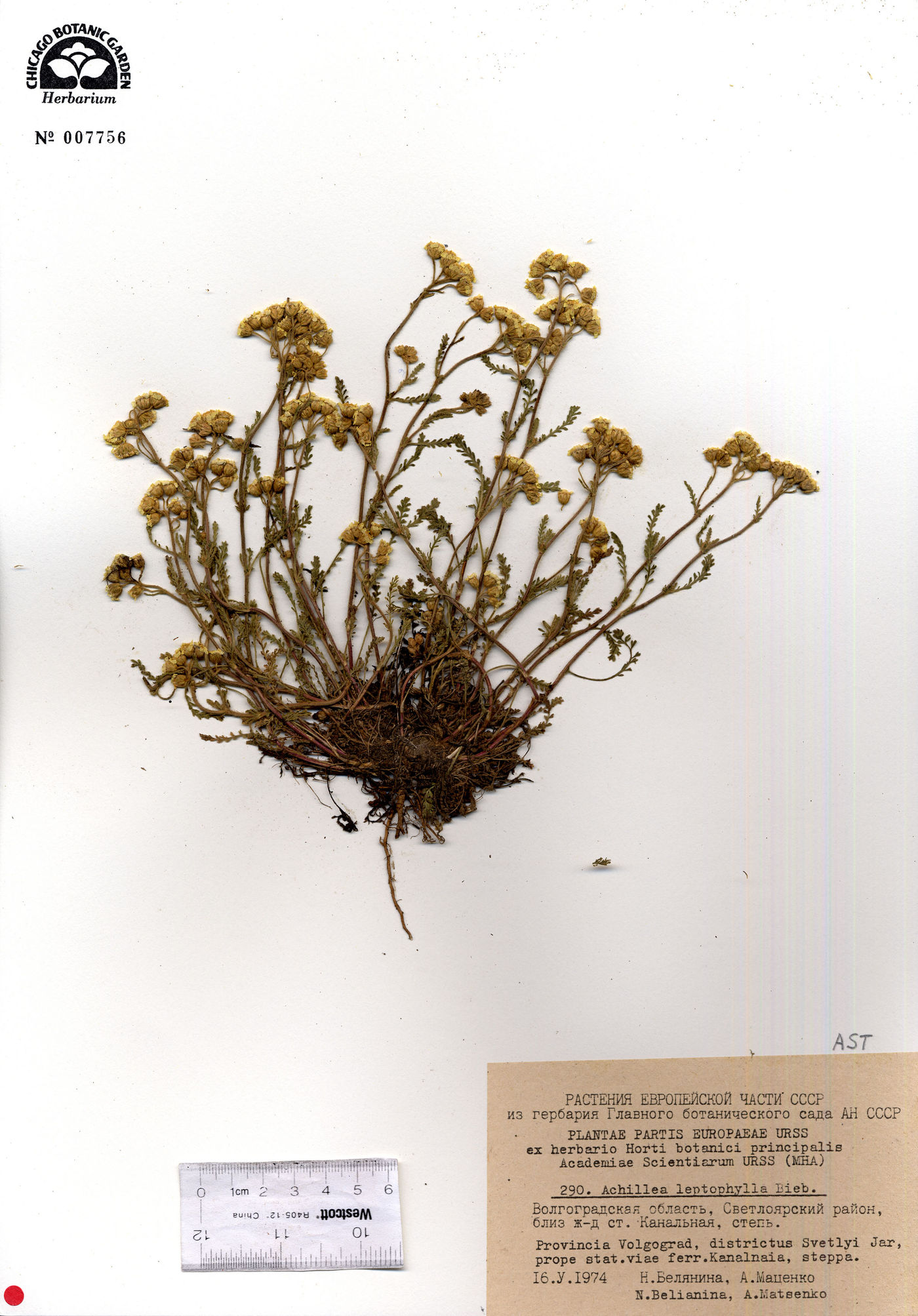 Achillea leptophylla image