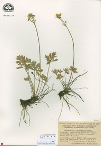 Ranunculus trichocarpus image