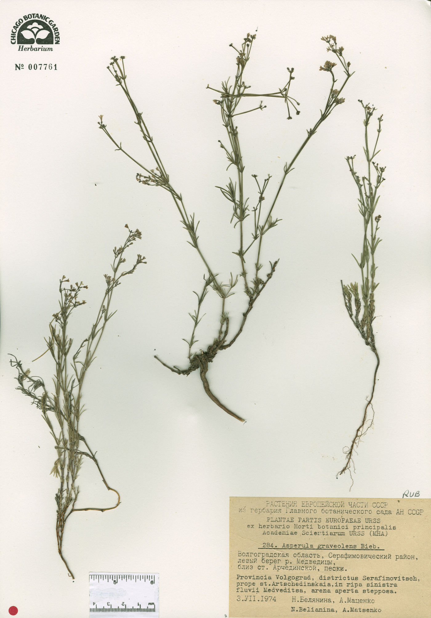 Asperula graveolens image