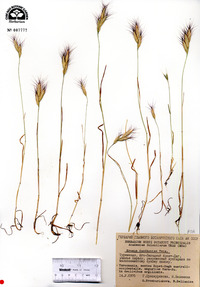 Bromus danthoniae image