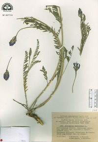 Astragalus onobrychis image