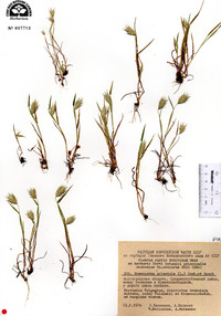 Eremopyrum orientale image