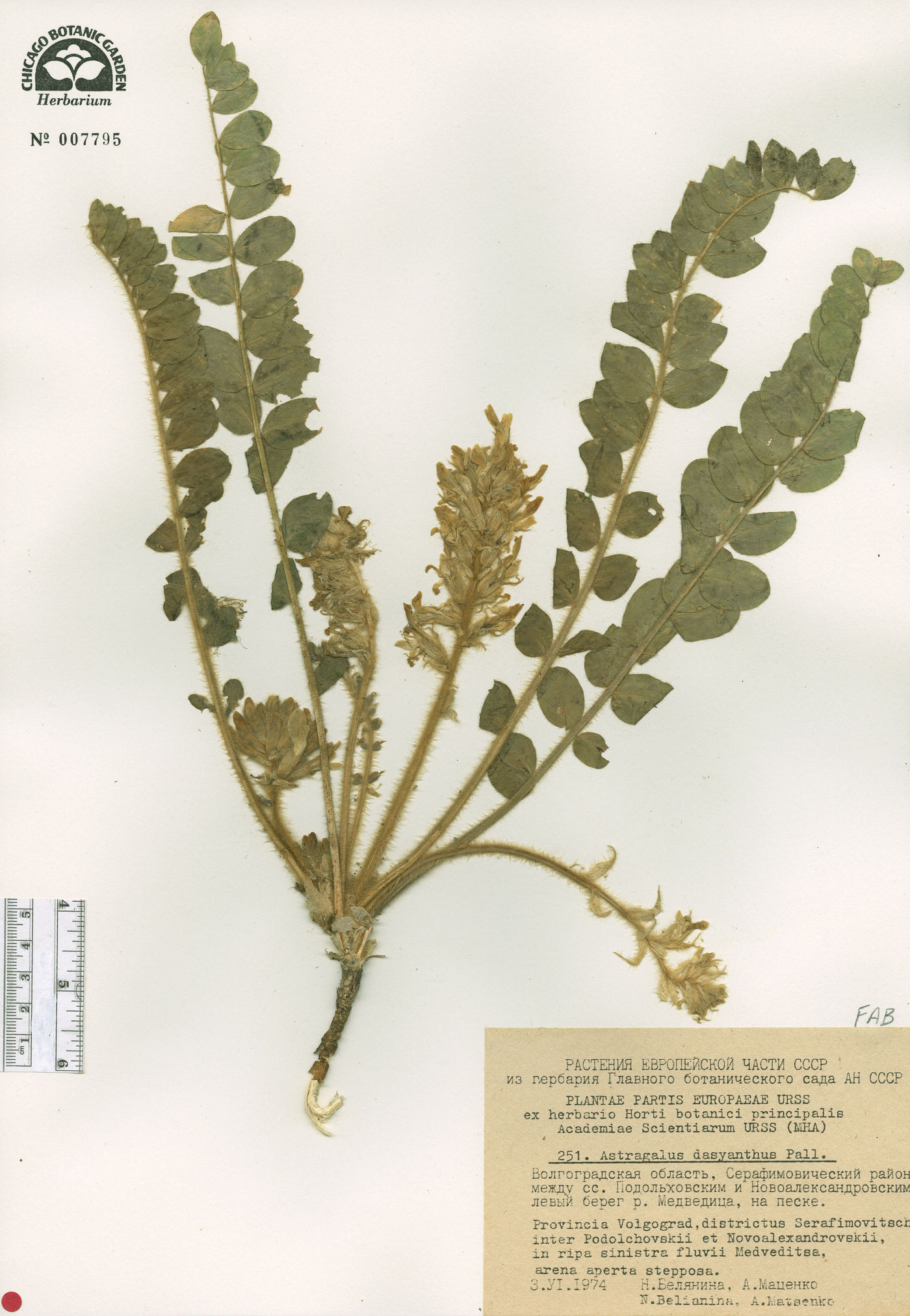 Astragalus dasyanthus image