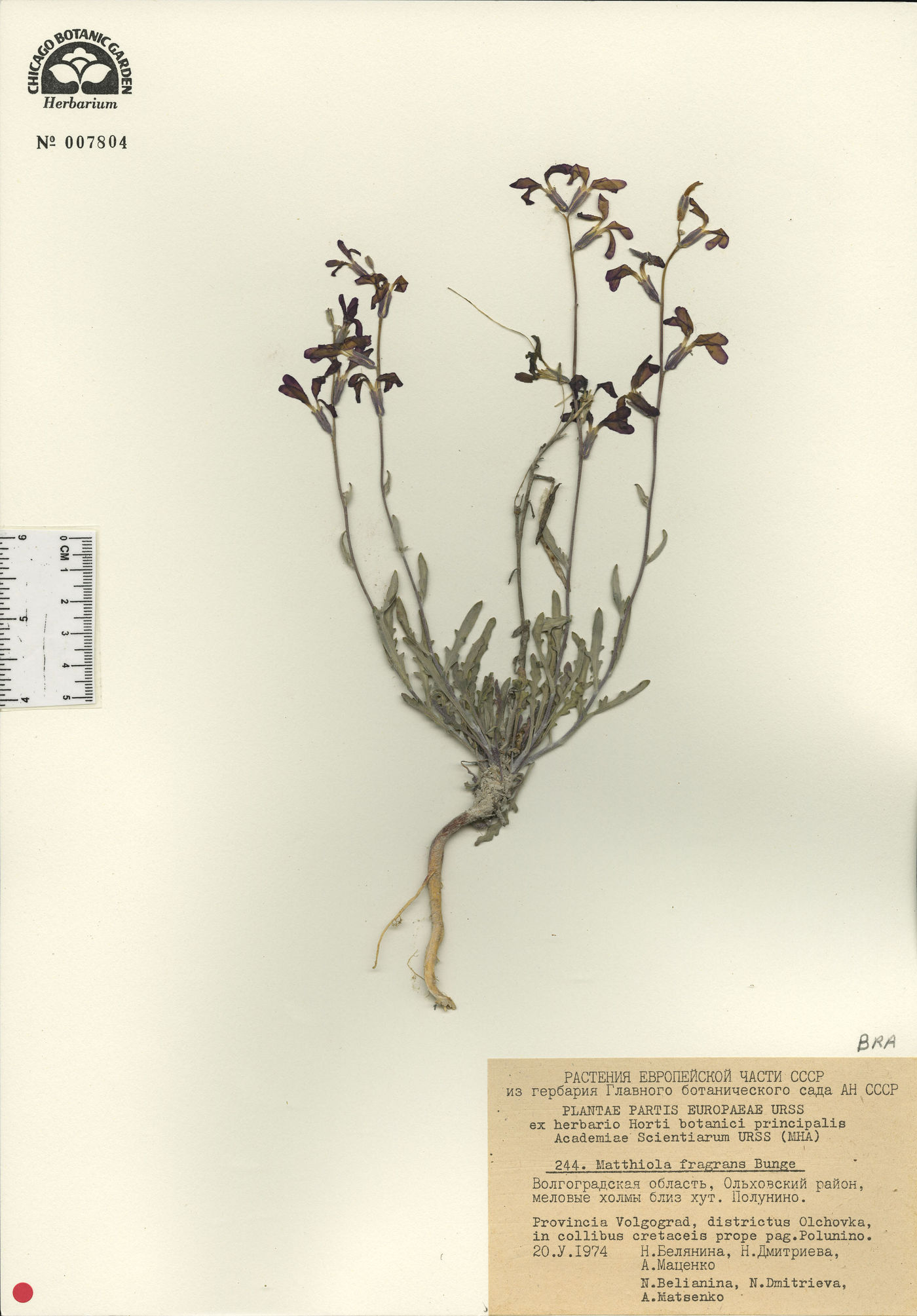 Matthiola fragrans image