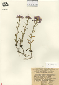 Clausia aprica image