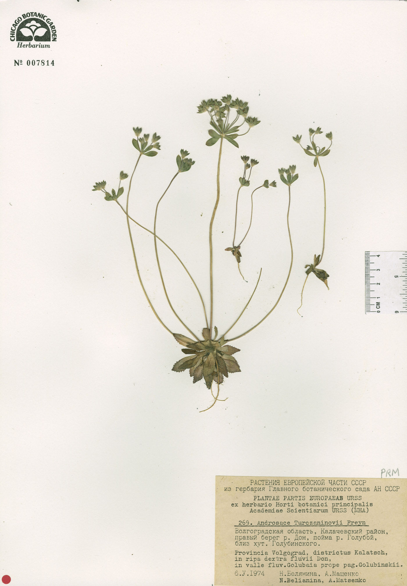 Androsace maxima subsp. maxima image