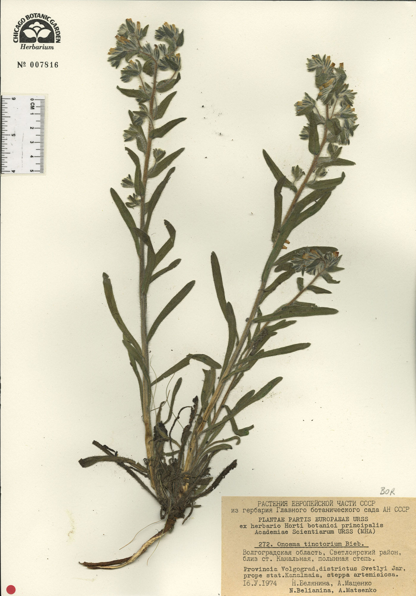 Onosma tinctorium image