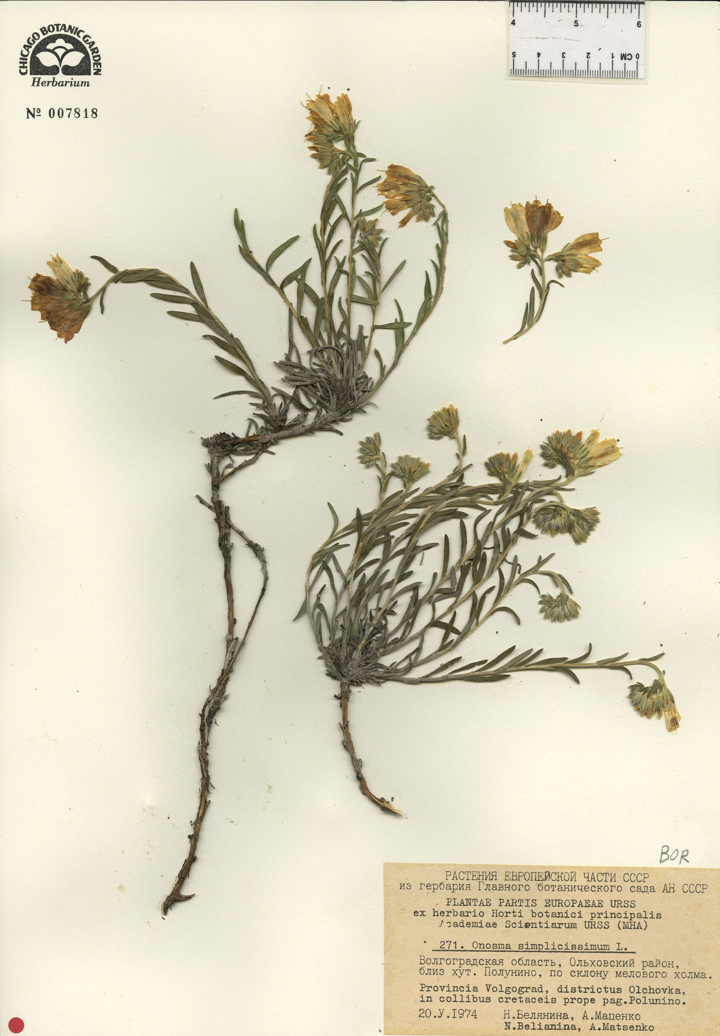 Onosma simplicissimum image