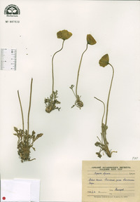 Papaver alpinum image