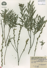 Salix rosmarinifolia image