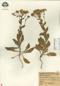 Lepidium draba image