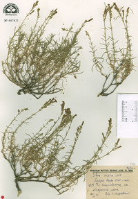 Silene supina image