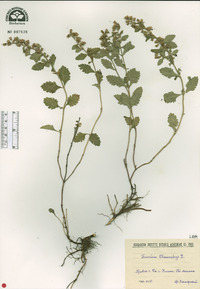 Teucrium chamaedrys image