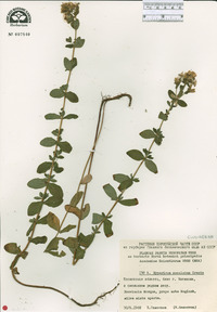 Hypericum maculatum image