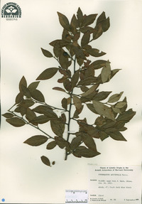 Cotoneaster acutifolius image