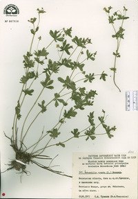 Potentilla erecta image