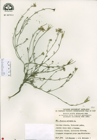 Nigella arvensis image