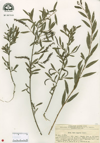 Salix songarica image