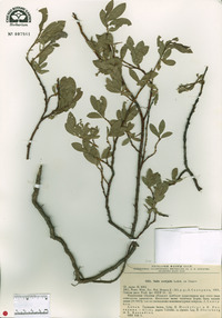Salix rectijulis image