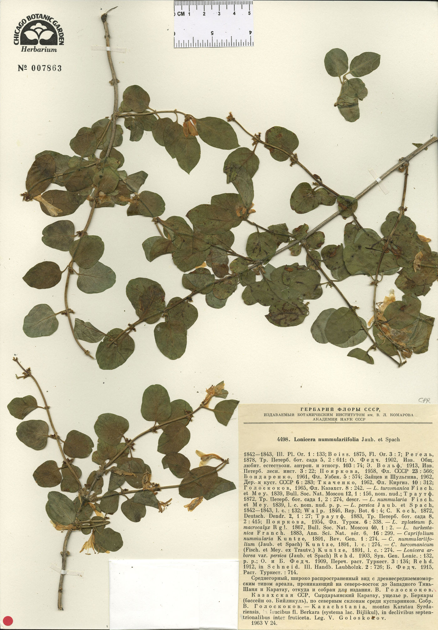 Lonicera nummulariifolia image