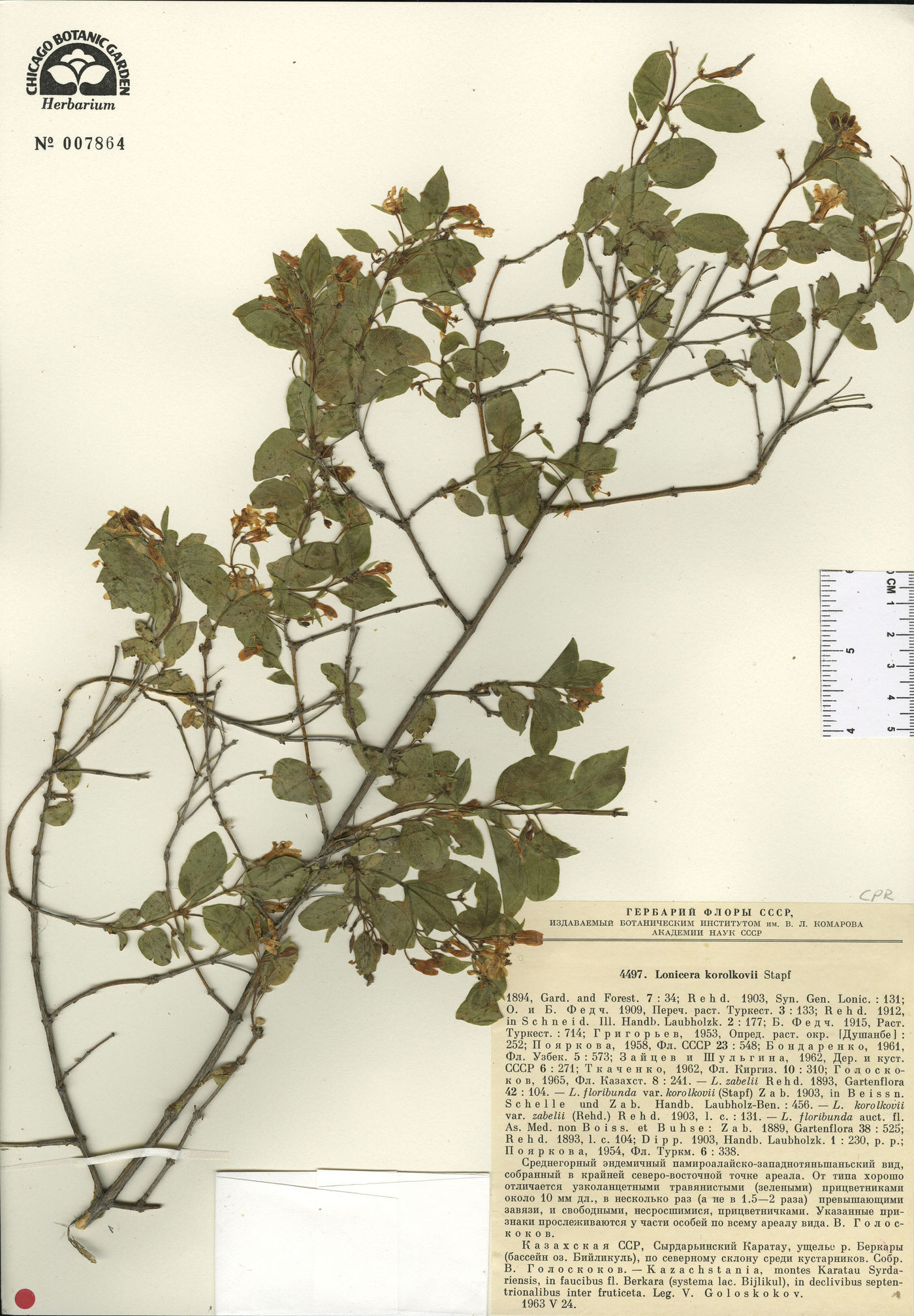 Lonicera korolkowii image