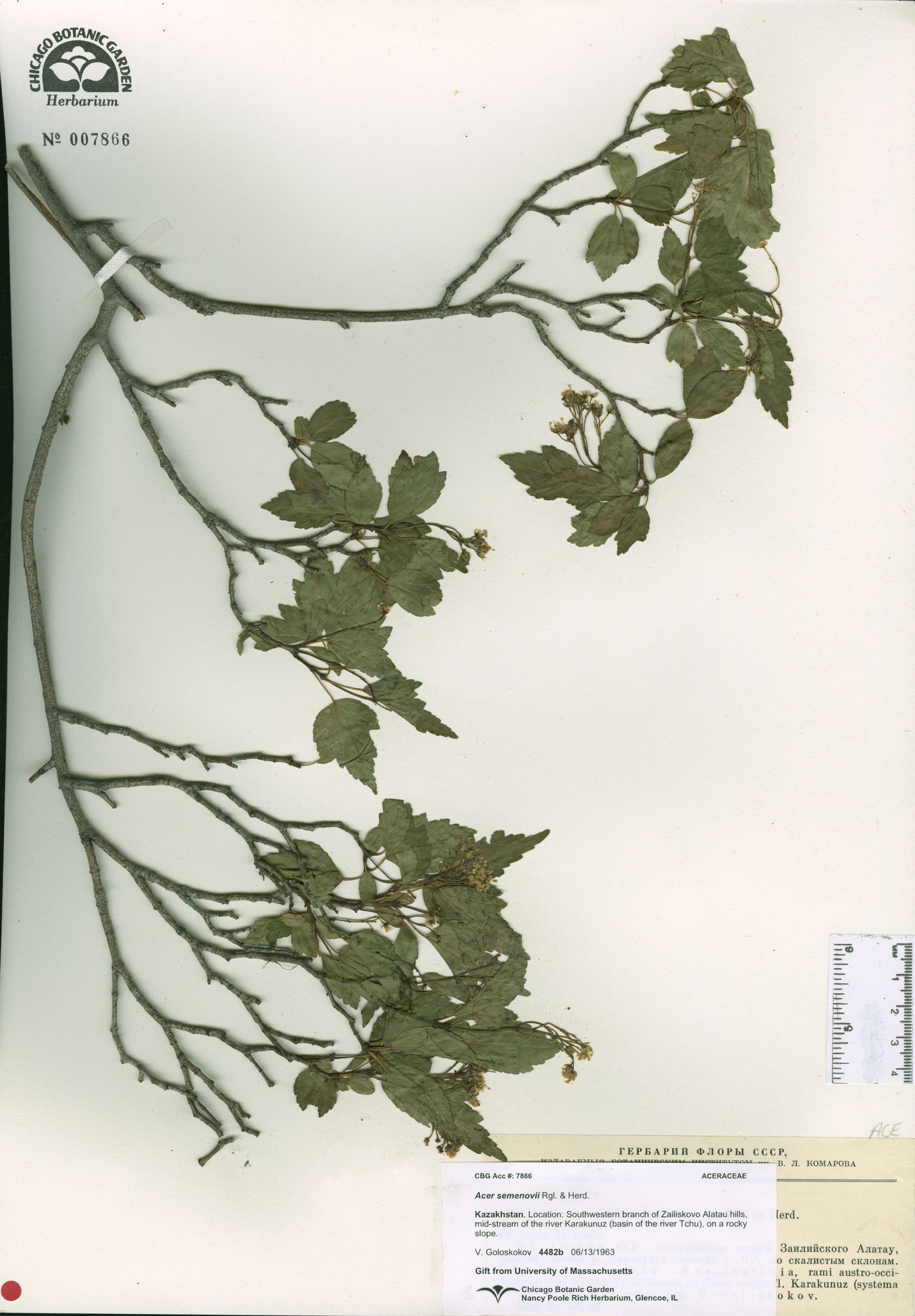 Acer semenovii image