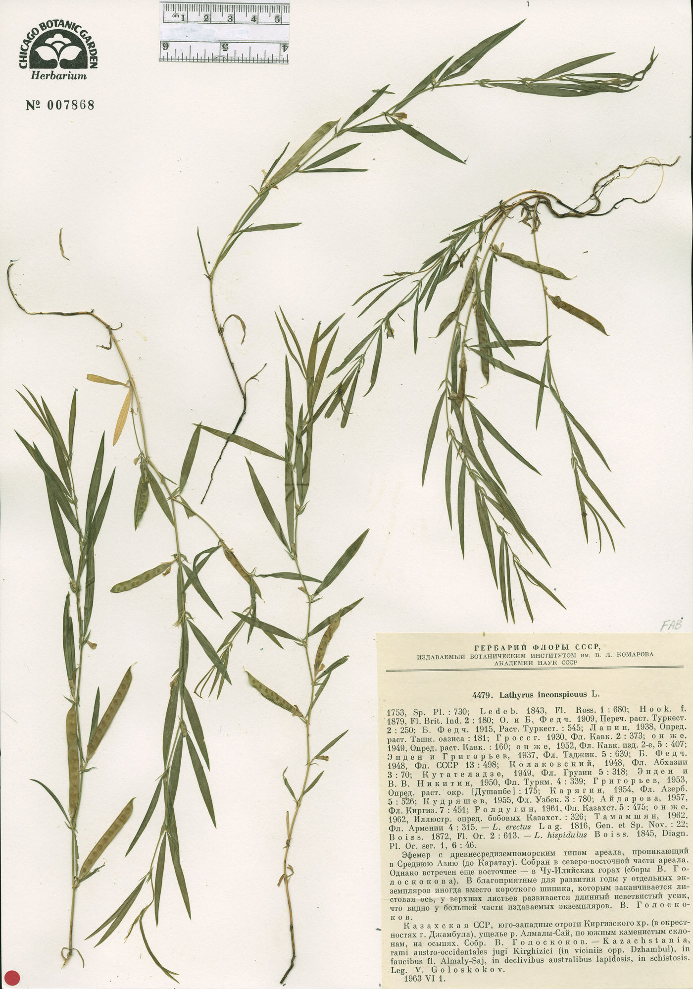 Lathyrus inconspicuus image