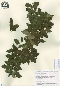 Cotoneaster acutifolius image