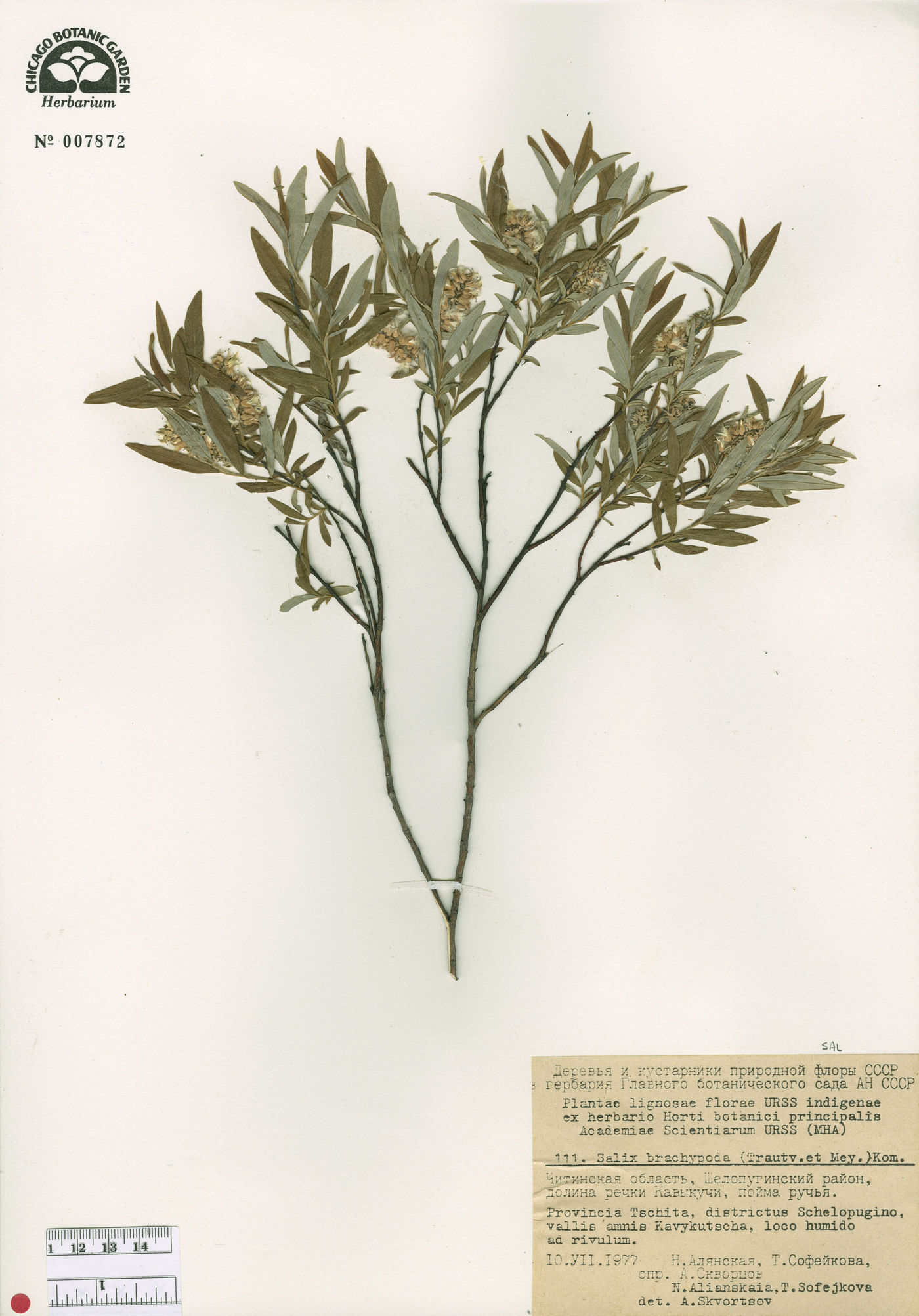 Salix rosmarinifolia image