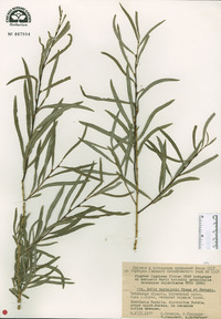 Image of Salix gordejevii