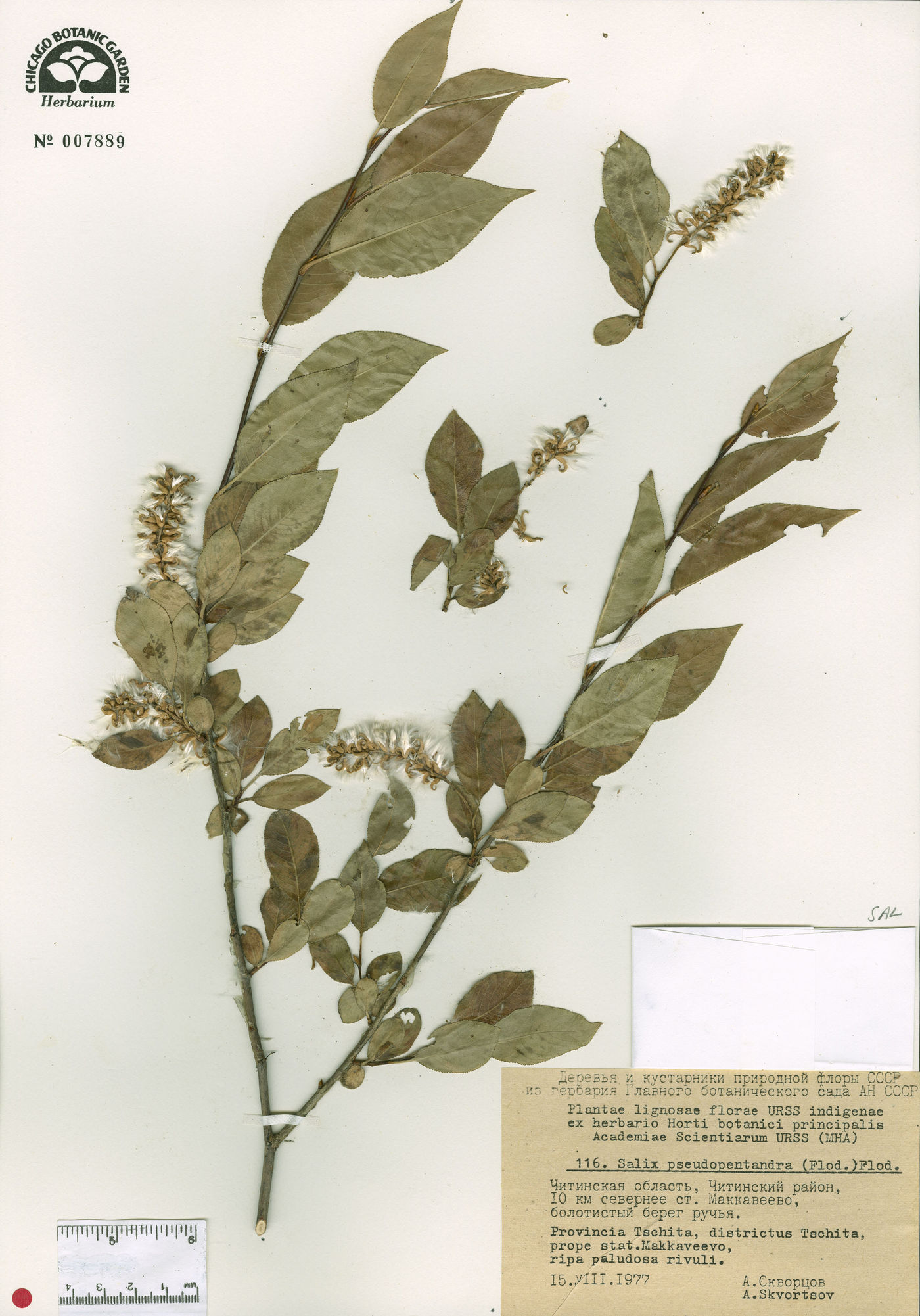 Salix pseudopentandra image