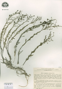 Trichophorum cespitosum image