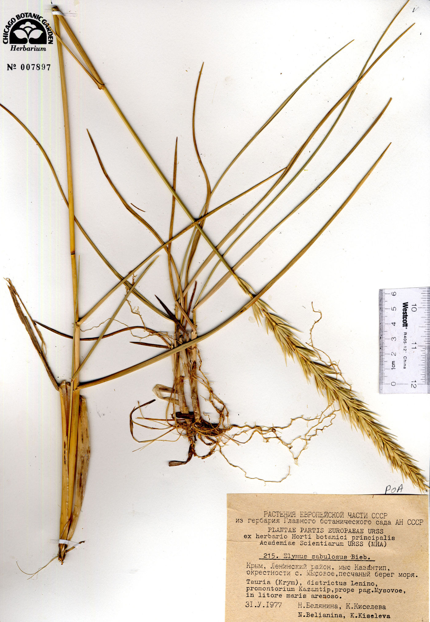 Leymus racemosus subsp. sabulosus image