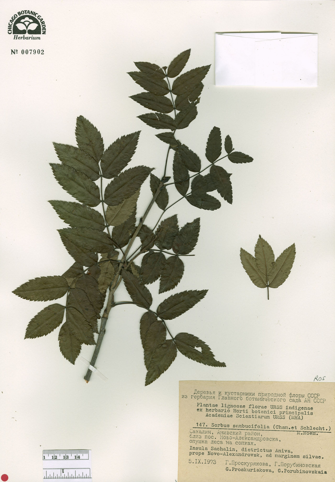 Sorbus sambucifolia image