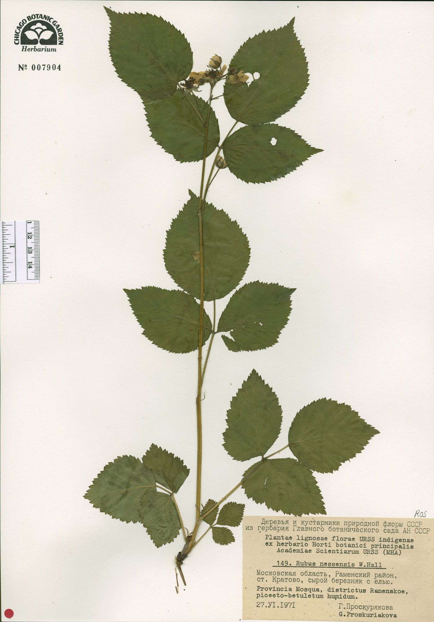 Rubus nessensis image