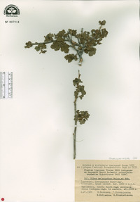 Image of Ribes melananthum