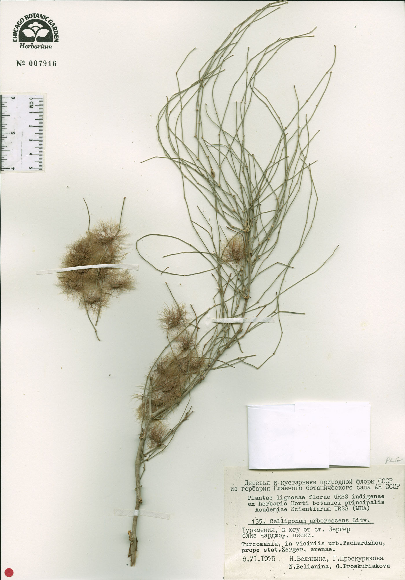 Calligonum arborescens image