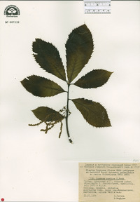 Quercus pontica image