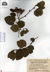 Alnus maximowiczii image