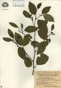 Alnus alnobetula subsp. fruticosa image