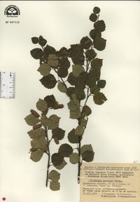 Betula tortuosa image