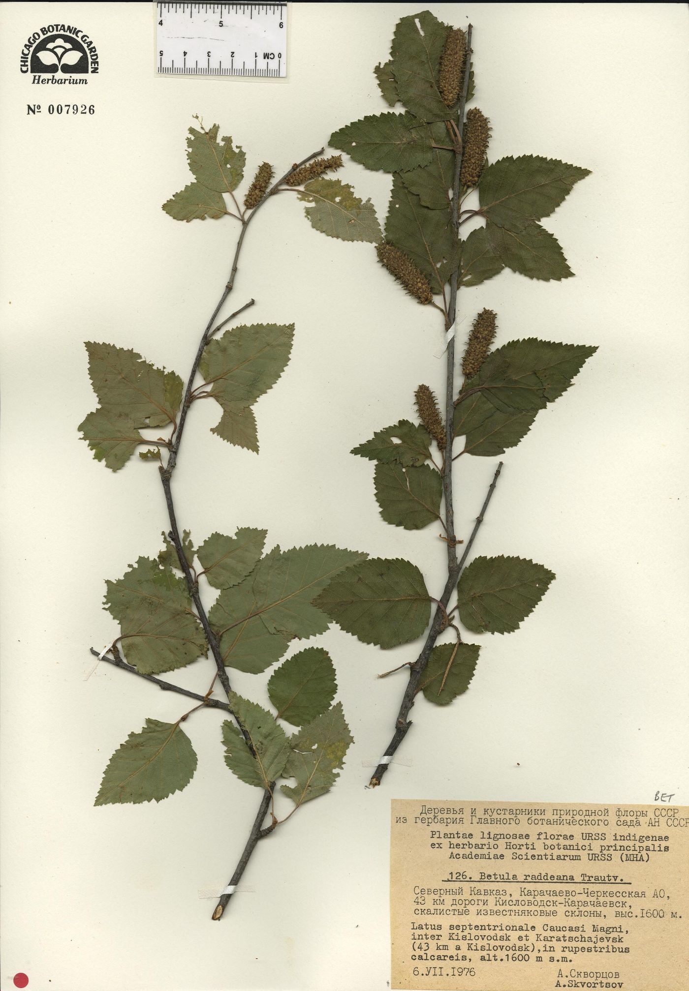 Betula raddeana image