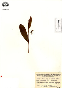 Platanthera tipuloides image