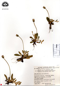 Hieracium pilosella image